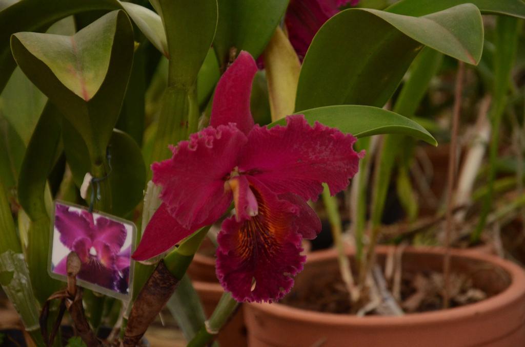 Pensão Orquideas Foz